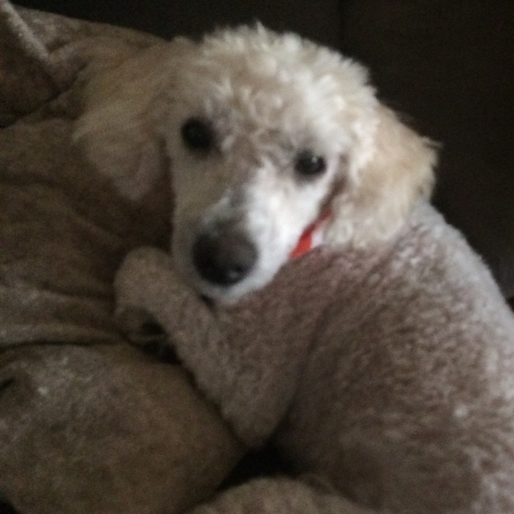 Meet your Posher, Nevaeh